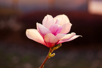 Obraz premium Magnolia flower open in spring