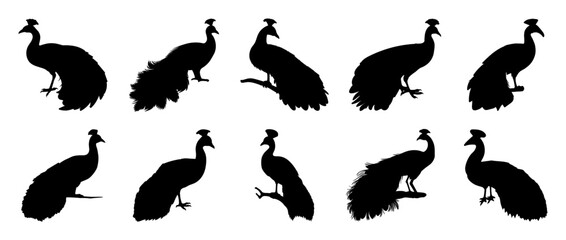 Peacock bird silhouette set vector design big pack of illustration and icon