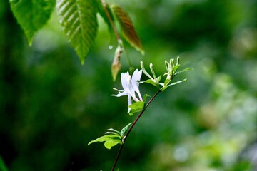 White Honeysuckle along Shenandoah River VA