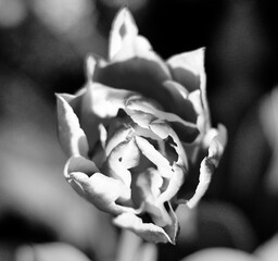 Tulip opening its variegated petals 