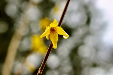 Forsythia bloom in rain