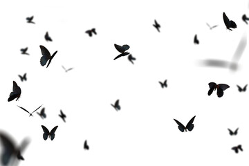 Realistic Color Butterfly Insect Flying Magical Wonderland Special Effects Photos Layered PNG Cutout Free Post Production PSD Template Materials
