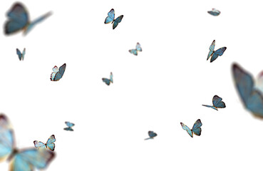 Realistic Color Butterfly Insect Flying Magical Wonderland Special Effects Photos Layered PNG Cutout Free Post Production PSD Template Materials