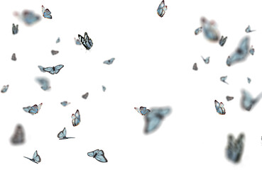 Realistic Color Butterfly Insect Flying Magical Wonderland Special Effects Photos Layered PNG Cutout Free Post Production PSD Template Materials