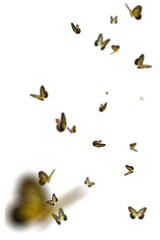 Realistic Color Butterfly Insect Flying Magical Wonderland Special Effects Photos Layered PNG Cutout Free Post Production PSD Template Materials