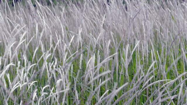 White cattail flowers flutter gently in the wind.