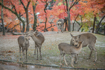 Herd Of Sika Deers On The Field To Nara Public Park And Todaiji Temple With Maple Red, Nara, Japan