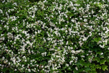 Asiatic jasmine (Trachelospermum asiaticum) flowers. Apocynaceae evergreen vine shrub. It creeps up rocks and trees and blooms propeller-shaped white flowers in early summer.
