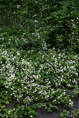Asiatic jasmine (Trachelospermum asiaticum) flowers. Apocynaceae evergreen vine shrub. It creeps up rocks and trees and blooms propeller-shaped white flowers in early summer.
