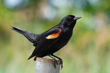 Red-winged blackbird is a passerine bird of the family Icteridae found in most of North America. © Mariusz