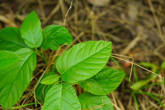 Ficus hispida leaves close up shot