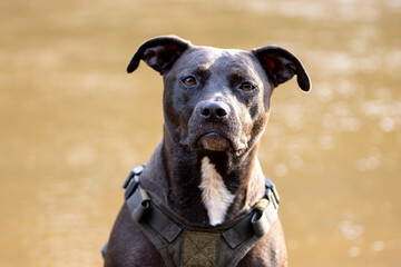 Close-Up Portrait of a Black Dog