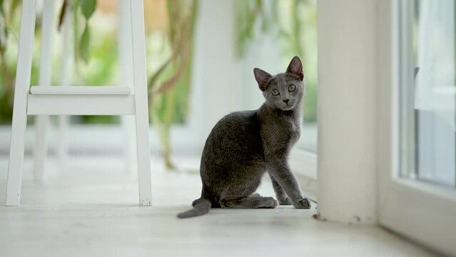Young playful Russian Blue kitten playing around by the window, getting the zoomies. Gorgeous blue-gray cat with green eyes. Family pet at home.