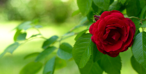 green blurred background with rose