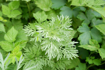 Image of green sprigs of wormwood. Fleabane plant