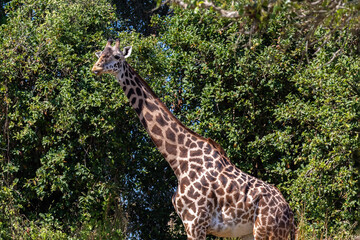 Obraz premium Giraffe (Giraffa camelopardalis) Feeding on leaves from trees in background. 