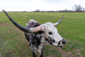 Closeup, Texas Longhorn with black and white mottled coat. Standing in green pasture, facing camera. Clouds and trees in background. Henrietta, Texas.
