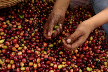 Hands counting coffee