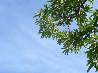 green leaves on the White Cheesewood tree