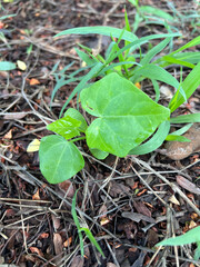 Coccinia grandis plant on the ground