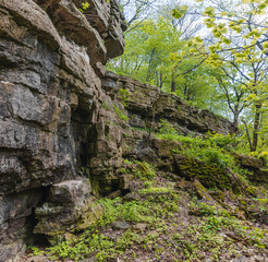 stone wall in the forest