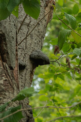 Hoof Fungus (Fomes fomentarius)
