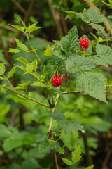 Salmon berries (Rubus spectabilis)