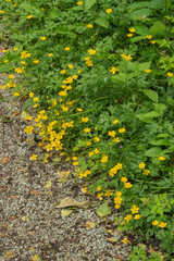 creeping buttercup (ranunculus repen)