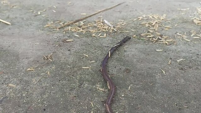 A big earthworm crawls in the ground, close-up.
