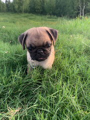 cute little pug dog in the grass in the garden