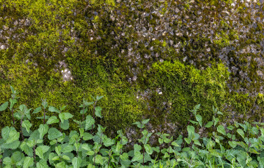 texture of a city wall in a European town
