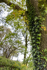a tree trunk overgrown with green moss somewhere in the forest
