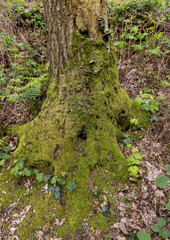 roots of a large tree in the forest covered with moss
