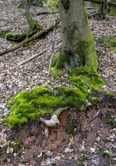 roots of a large tree in the forest covered with moss
