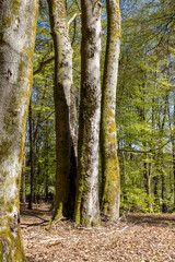 Fototapeta premium tree trunks grow next to each other in the spring forest 