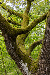 a tree trunk overgrown with green moss somewhere in the forest
