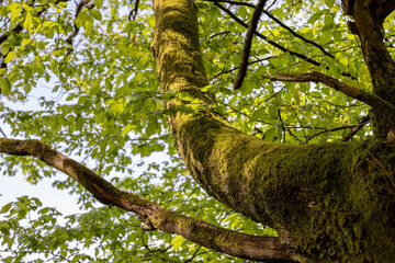 a tree trunk overgrown with green moss somewhere in the forest
