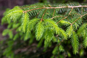 young rich green needles of spruce branches in a dark forest in Europe
