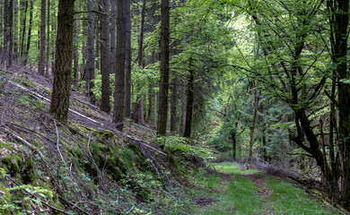 Obraz premium dark and old European forest with many tall trees 