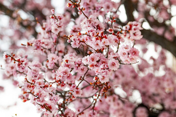 Obraz premium Cherry blossoms #1