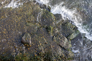 stones in plants and algae lie on the seashore, top view
