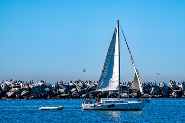 sailboat in harbor with sea birds on the  jetty