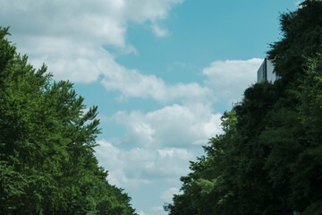 夏の青空と雲　並木道