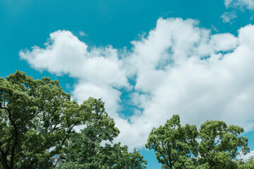 Obraz premium 夏の青空と雲 並木道