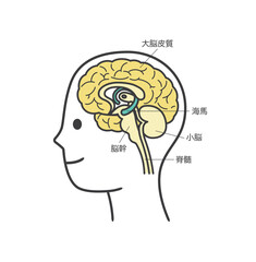 人間の脳の部分とその名称の解説のイラスト2
