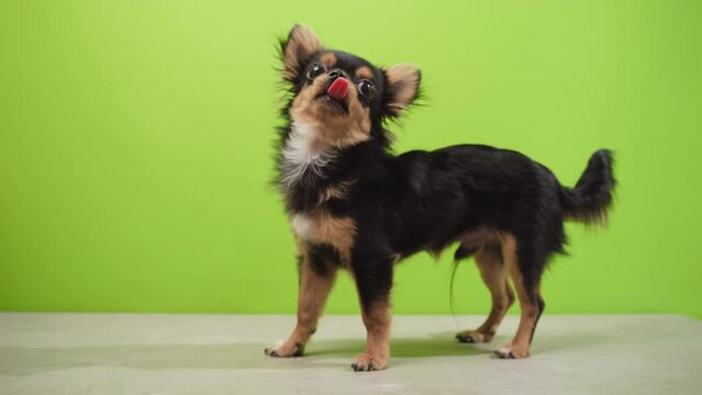 slow motion, black long hair Chihuahua Dog standing on a grey floor with a green background. The chihuahua is looking to the right and left and licking lips