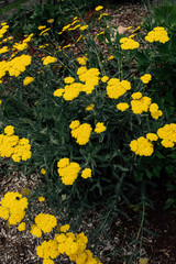 yellow fernleaf yarrow plant (Achillea filipendulina)