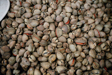 Fresh blood clams in Bahasa (Anadara granosa) are sold at the Muara Angke market.