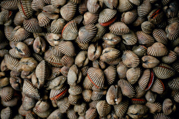Fresh blood clams in Bahasa (Anadara granosa) are sold at the Muara Angke market.