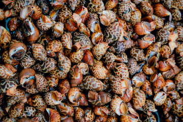 Asian Tiger Snail Clamp Seafood.